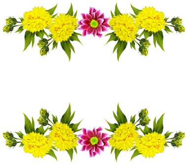 Çiçekler dahlias buket. Beyaz arka plan üzerinde izole çiçekler