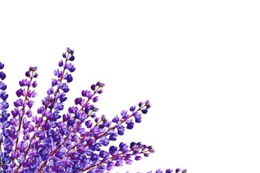Mavi lupines beyaz bir arka plan üzerine güzel çiçekler