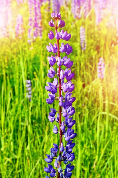 Paisaje de verano con hermosas flores de altramuz — Foto de Stock