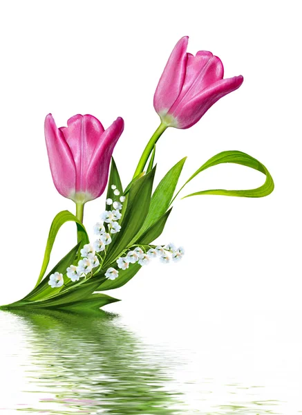 Jarní květiny tulipány izolované na bílém pozadí — Stock fotografie
