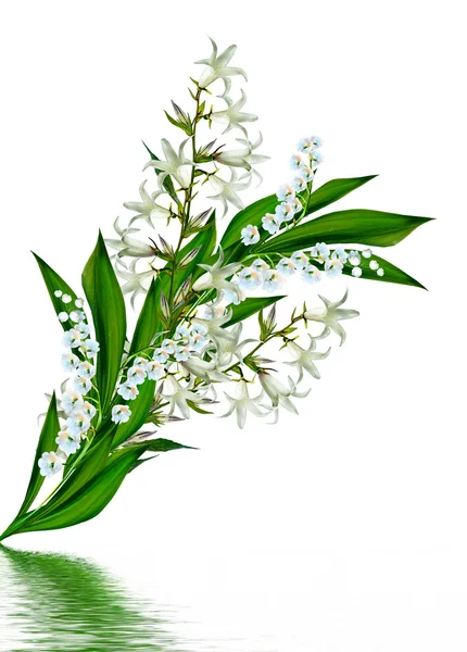 Flores campanula isolado no fundo branco — Fotografia de Stock