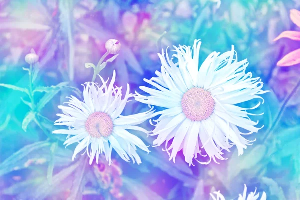 Kır çiçekleri papatya. Yaz manzara. Beyaz papatya çiçeği — Stok fotoğraf