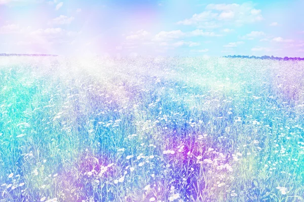 Fiori di campo margherite. Paesaggio estivo. fiori di camomilla bianca — Foto Stock