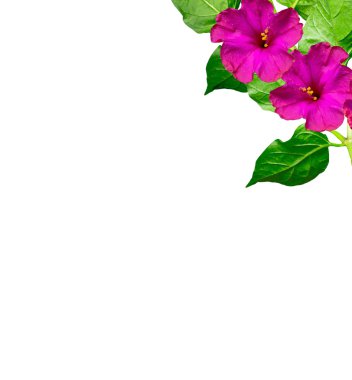 Petunya çiçekleri beyaz arkaplanda izole edilmiş