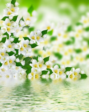 Bahar yatay, hassas Yasemin çiçekleri