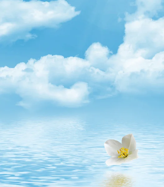 Gałąź kwiatów jaśminu na tle niebieskiego nieba z chmurą — Zdjęcie stockowe