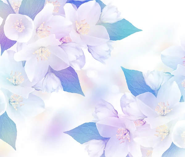 Tak van jasmijn bloemen op een achtergrond van blauwe hemel met cloud — Stockfoto