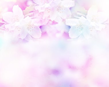 Beyaz yasemin. Narin bahar çiçekleri dalları
