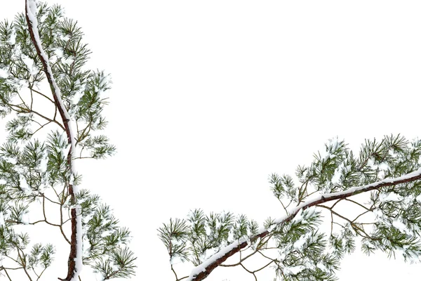 Zasněžené stromy. jedle větev izolovaných na bílém pozadí. — Stock fotografie