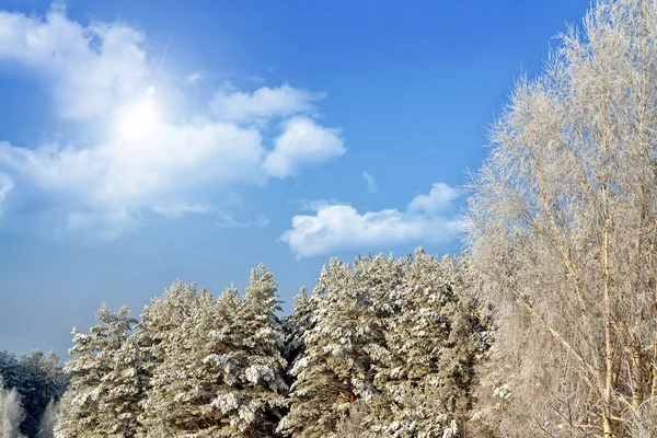 Forêt dans le gel. Paysage hivernal. Arbres couverts de neige — Photo