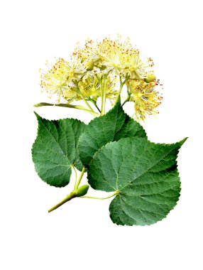 ıhlamur çiçek beyaz zemin üzerine