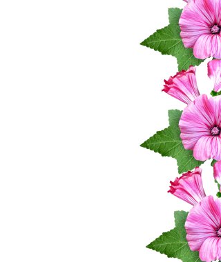 Petunya çiçekleri beyaz arkaplanda izole edilmiş