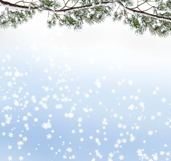 Las w mrozie. Zimowy krajobraz. Drzewa pokryte śniegiem — Zdjęcie stockowe