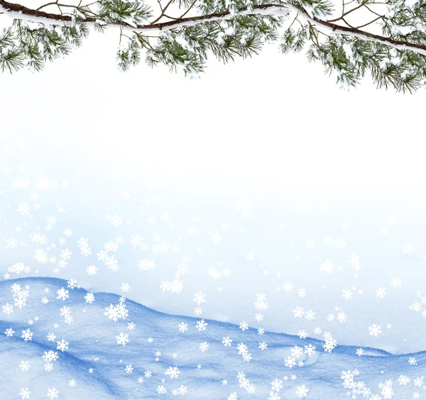 서리가 내린 숲. 겨울 풍경. 눈덮인 나무들 — 스톡 사진