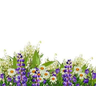 Beyaz arka plan üzerinde izole papatyalar yaz çiçek. 