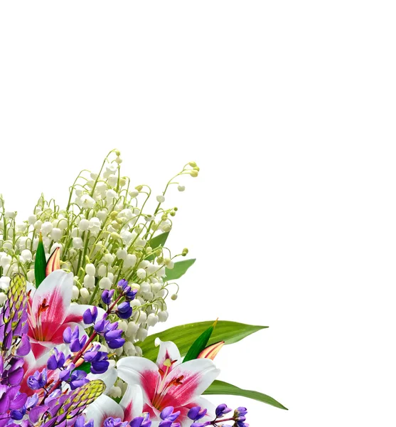 Цветочные лилии изолированы на белом фоне. — стоковое фото