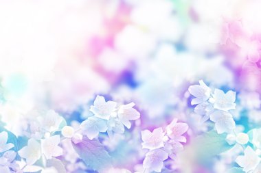 Beyaz yasemin. Narin bahar çiçekleri dalları