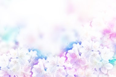 Beyaz yasemin. Narin bahar çiçekleri dalları