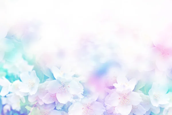 Melati putih. Cabang halus bunga musim semi — Stok Foto