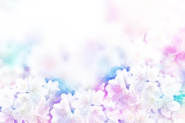 Fehér jázmin. Az ág finom tavaszi virágok — Stock Fotó