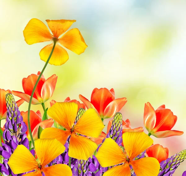 Paisaje primavera. hermosas flores tulipán. altramuz — Foto de Stock