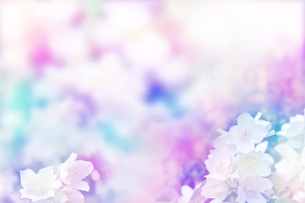 Белый жасмин. Нежные весенние цветы — стоковое фото