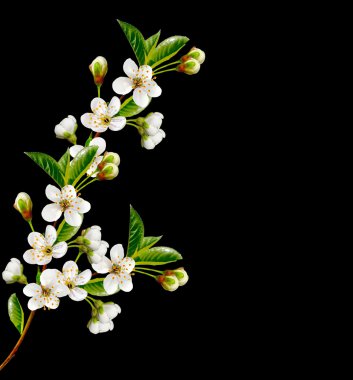 Çiçekli kiraz. Bahar çiçekli Bahçe.