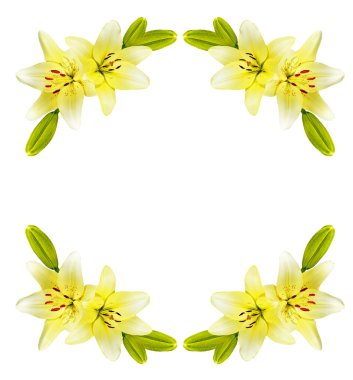 Çiçek zambağı beyaz arkaplanda izole edildi. 