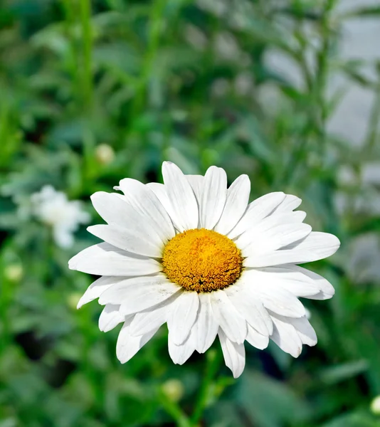 ดอกไม้ป่า ดอกเดซี่ ภูมิทัศน์ฤดูร้อน ดอกคาโมไมล์สีขาว — ภาพถ่ายสต็อก
