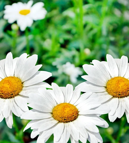 Vadvirágok százszorszépek. Nyári táj. virágok fehér Kamilla — Stock Fotó