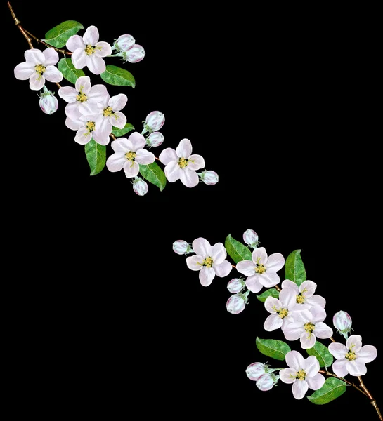 Virágszálnak Apple bl elszigetelt fehér virágok gyönyörű finom — Stock Fotó