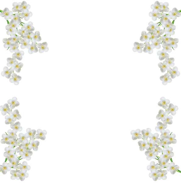 Λευκό λουλούδι γιασεμί. — Φωτογραφία Αρχείου