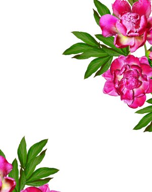 Beyaz arka plan üzerinde izole Şakayık çiçekleri