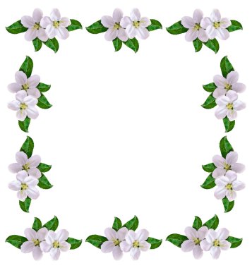 Beyaz elma çiçekleri dalı 