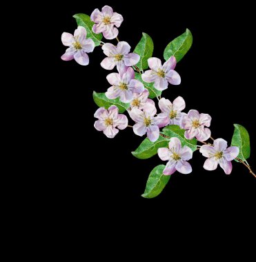 Beyaz elma çiçekleri dalı 