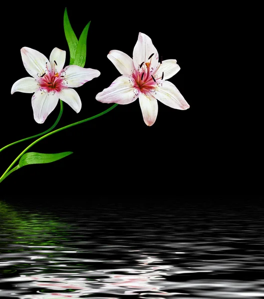 White lily flower on a black background — Stock Photo, Image