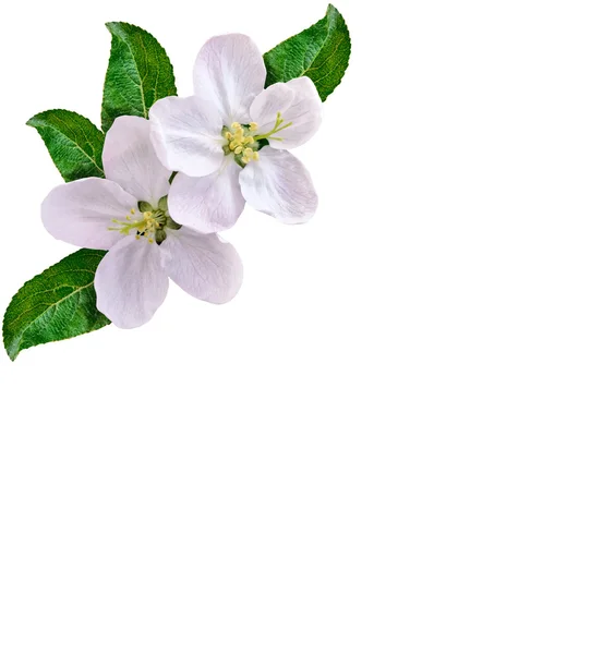 Ramo di fiori di mela bianco — Foto Stock