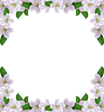 Arka plan çok hassas elma yaprağı. Bahar.