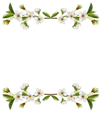 kiraz çiçekleri beyaz arka plan üzerinde izole Şubesi.