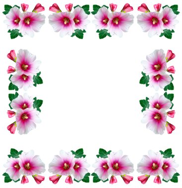 Mallow çiçekleri beyaz arkaplanda izole edilmiş