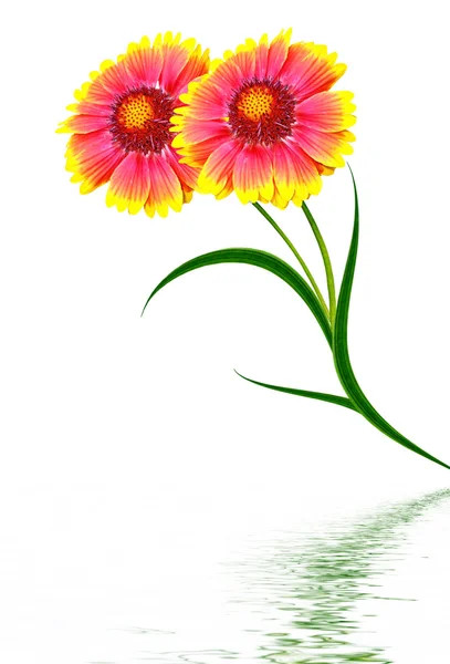 Boeket van kleurrijke bloemen van Gaillardia. geïsoleerd op witte ba — Stockfoto