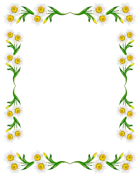 Frühlingsblumen Narzisse isoliert auf weißem Hintergrund — Stockfoto