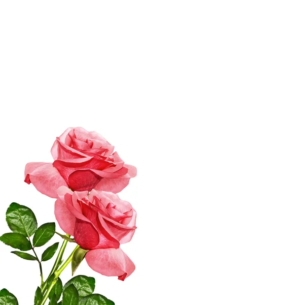 De toppen van bloemen rozen. — Stockfoto