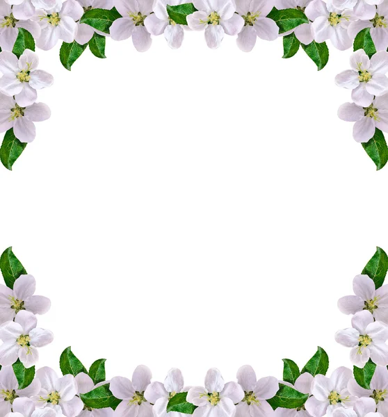 Arka plan çok hassas elma yaprağı. Bahar.