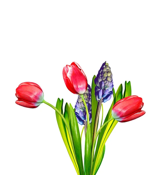 Spring flowers tulips isolated on white background. — Stock Photo, Image