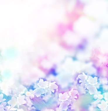 Beyaz yasemin. Narin bahar çiçekleri dalları