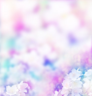 Beyaz yasemin. Narin bahar çiçekleri dalları