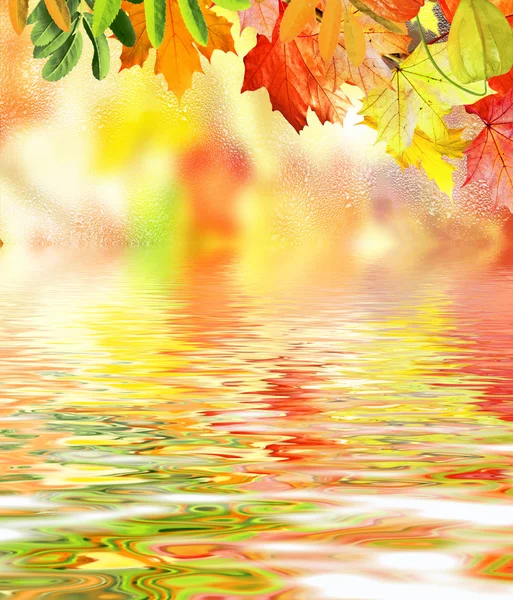 Bright colorful foliage on a background of the autumn landscape — Stock Photo, Image