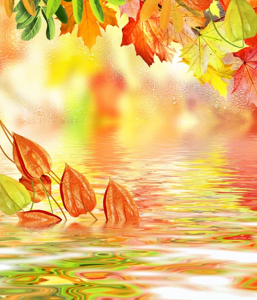 Bright colorful foliage on a background of the autumn landscape — Stock Photo, Image