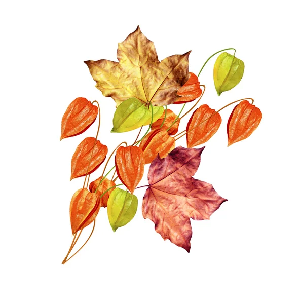 Autumn leaves isolated on white background — Stock Photo, Image